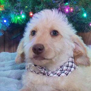 Labradoodle Puppy Darlene