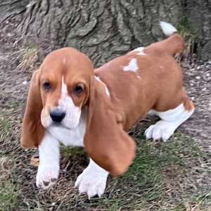 Basset Hound Puppy Kathy