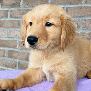 Golden Retriever Puppy Allen