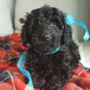 Goldendoodle Puppy Olliver
