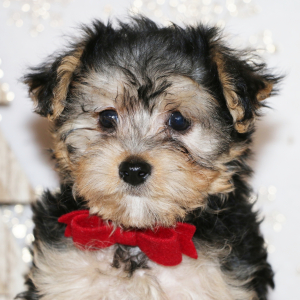 Yorkiepoo Puppy Fynn