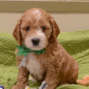 Cockapoo Puppy Zane