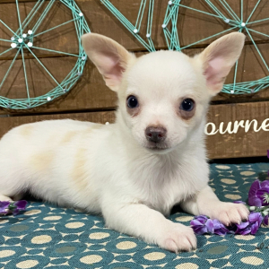 Chihuahua Puppy Snowball