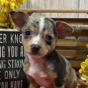 Chihuahua Puppy Clint