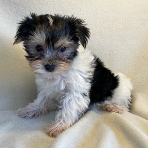 Yorkshire Terrier Puppy Francesca