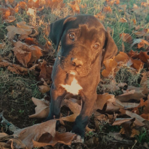 Great Dane Puppy Duke