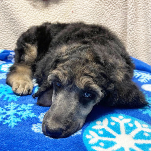 Poodle Puppy Benjen