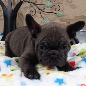 French Bulldog Puppy Brett