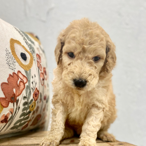 Labradoodle Puppy Brexley