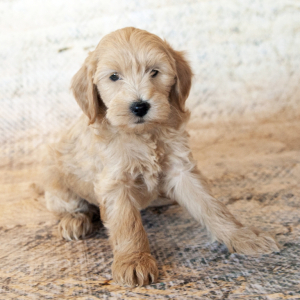 Goldendoodle Puppy Darbie
