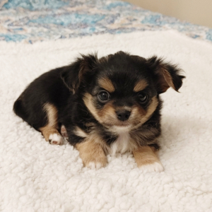 Chihuahua Puppy Pepper