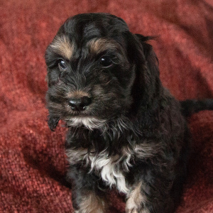 Cockapoo Puppy Bryce