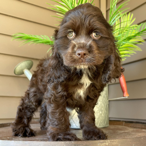 Cocker Spaniel Puppy Kyla