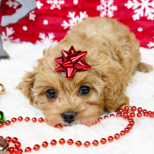 Cavapoo Puppy Autumn