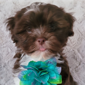 Havanese Puppy Florence
