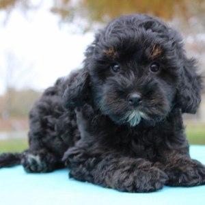 Cavapoo Puppy Ozzie