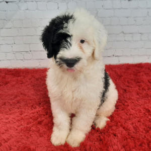 Portuguese Water Dog Puppy Demi