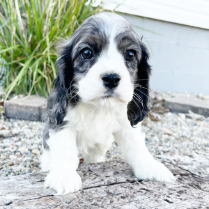Cocker Spaniel Puppy Theo