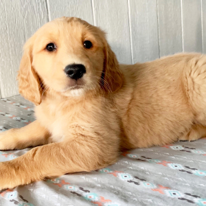 Golden Retriever Puppy Gavin