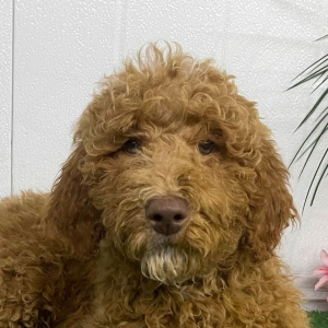 Goldendoodle Puppy Rachel