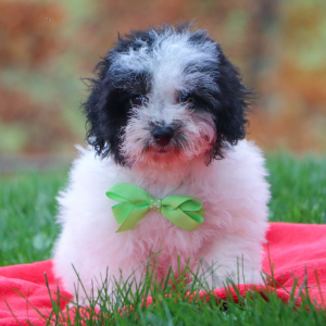 Poodle Puppy Zeke