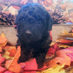 Goldendoodle Puppy Pipers