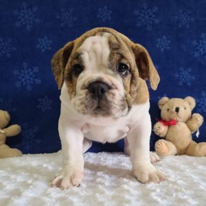 Bulldog Puppy Porky