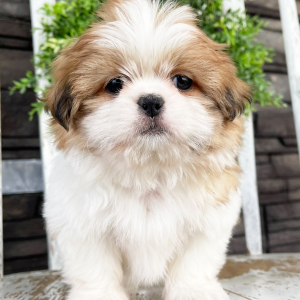 Shih Tzu Puppy Larry
