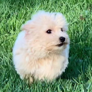 Maltipoo Puppy Tina
