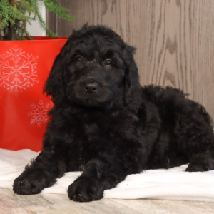 Goldendoodle Puppy Vern