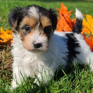 Morkie Puppy Kasey