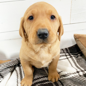 Labrador Retriever Puppy Chunk