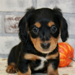 Dachshund Puppy Aden