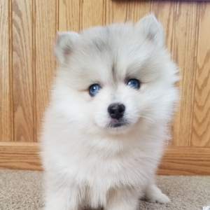 Pomsky Puppy Charlie