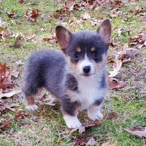 Pembroke Welsh Corgi Puppy Lily