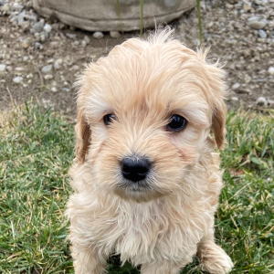 Goldendoodle Puppy Justice