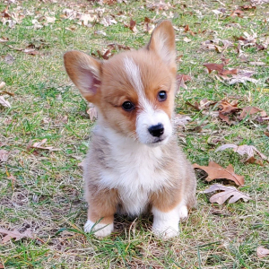 Pembroke Welsh Corgi Puppy Odie