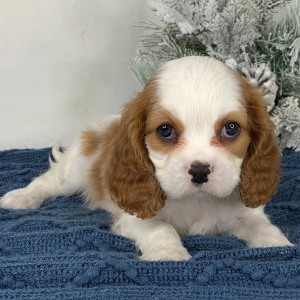 Cavalier King Charles Spaniel Puppy Karlin