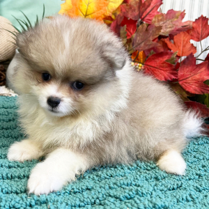 Pomeranian Puppy Wrigley