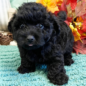 Pomapoo Puppy Riley