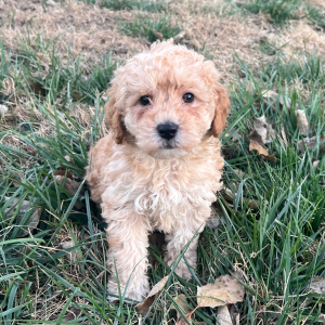 Labradoodle Puppy Tod