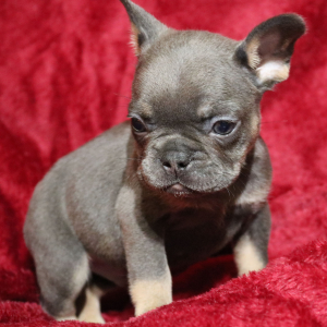 French Bulldog Puppy Jim