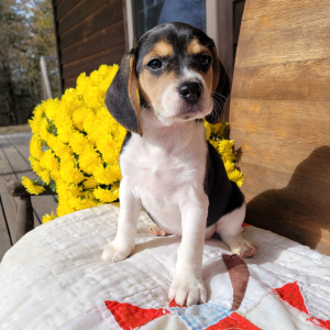 Beagle Puppy Heidi