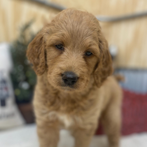 Goldendoodle Puppy Dottie