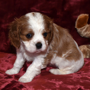 Cavalier King Charles Spaniel Puppy Evan