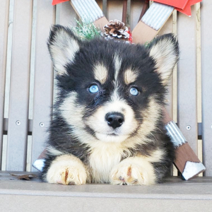 Pomsky Puppy Sierra