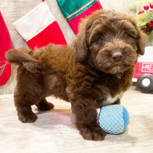 Labradoodle Puppy Titus