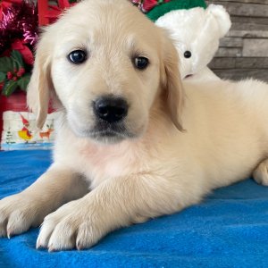 Golden Retriever Puppy Adara