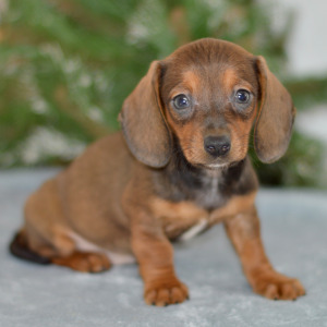 Dachshund Puppy Kami