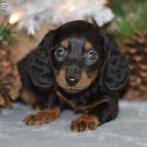Dachshund Puppy Kevin